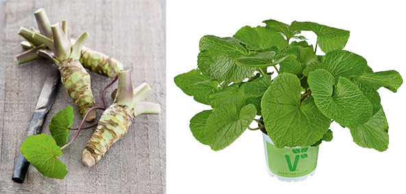 Wasabi