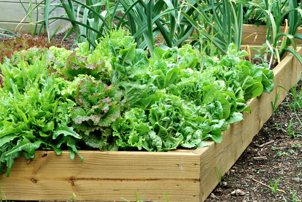 Salat Hochbeet