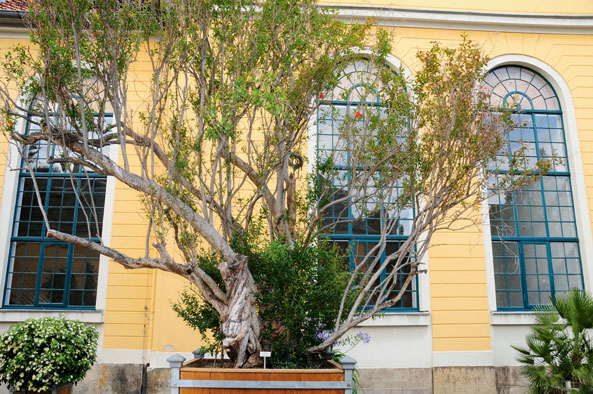 Kübelpflanze - Granatapfelbaum