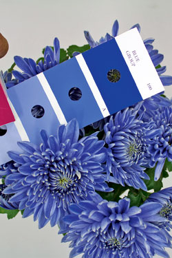 Blaue Chrysanthemen