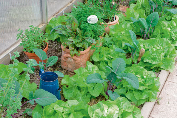 Kohlrabi als Mischkultur