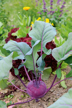 Blaue Kohlrabisorten