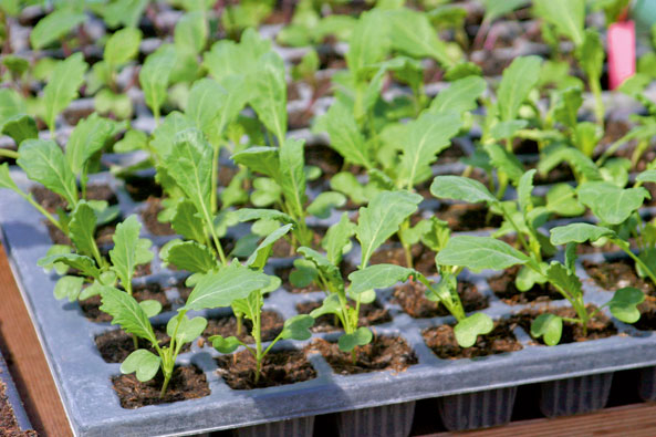 Kohlrabi anziehen