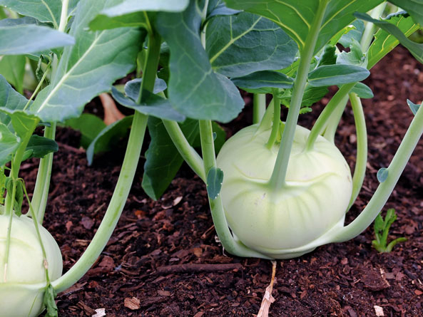 Weiße Kohlrabisorten