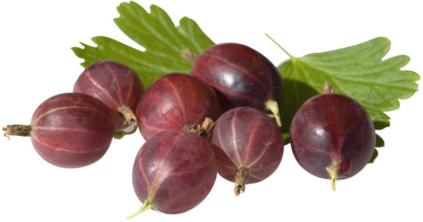 Stachelbeeren
