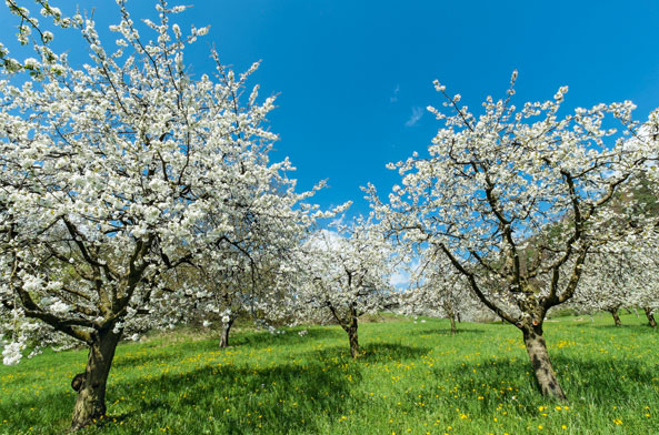 Streuobstwiesen