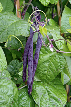 violettfarbene Hülsen