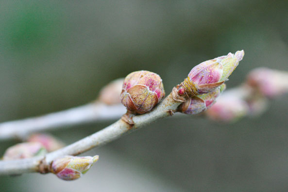 Gallmilben an Johannisbeeren