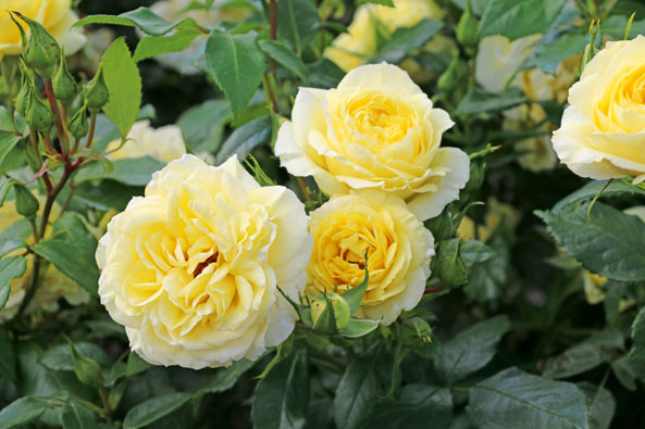 Edelrose ‘Limona’