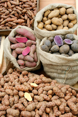 Kartoffelvielfalt und Bio-Gemüse