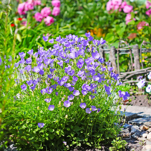 Glockenblumen