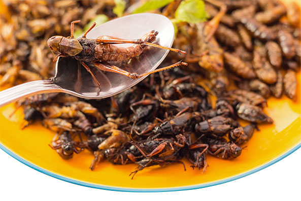 Insekten auf dem Speiseteller