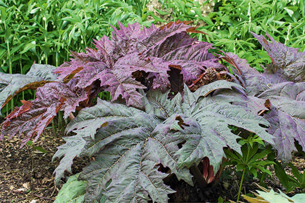 Rhababer - Auslese Atrosanguineum