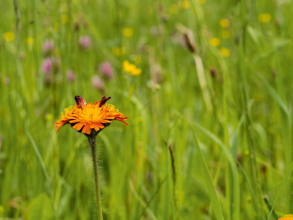 Wildkräuter im Rasen