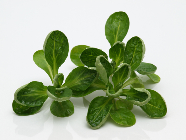 Feldsalat