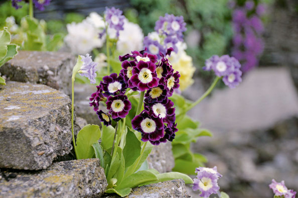 Gartenaurikel