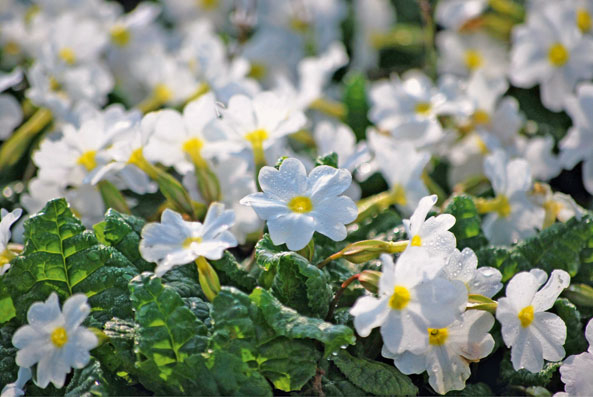 Teppichprimel ‘Schneewittchen’