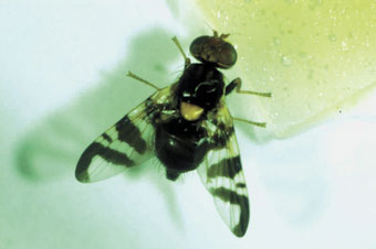 Weibchen der Kirschfruchtfliege