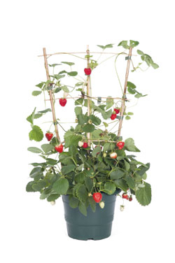 Können Erdbeeren klettern?