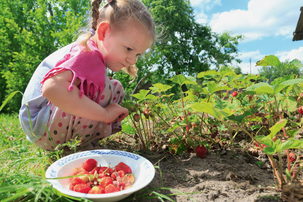 Erdbeeren