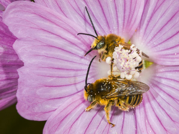 Moschus­malve