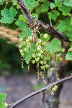 Johannisbeeren