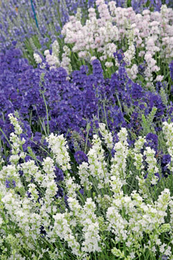 Lavendel