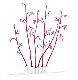 Herbsthimbeere (Abb. 2)