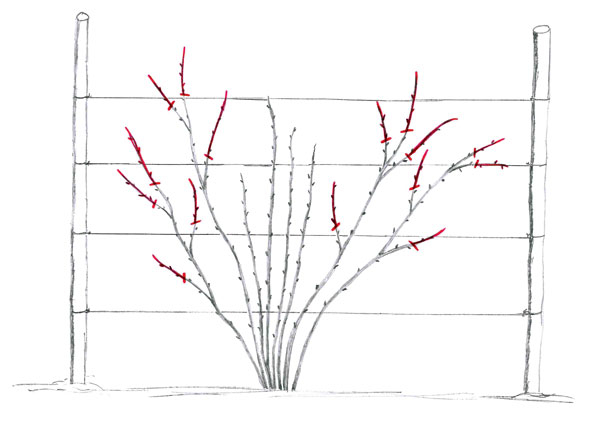 Brombeere (Abb. 3)