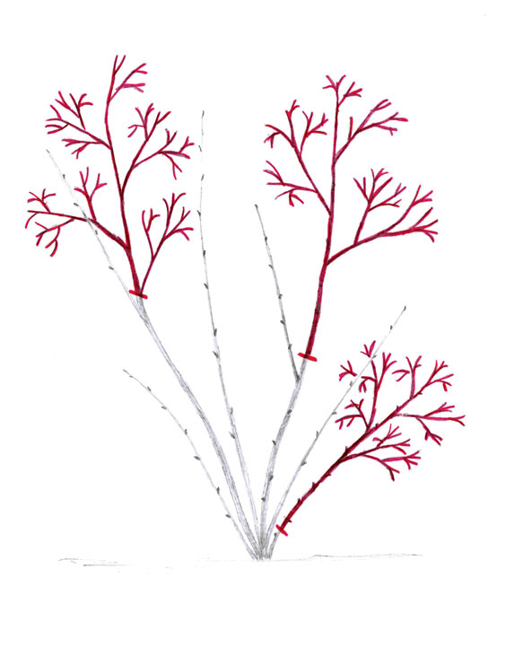 Gartenheidelbeere (Abb. 8)