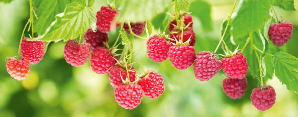 Himbeeren