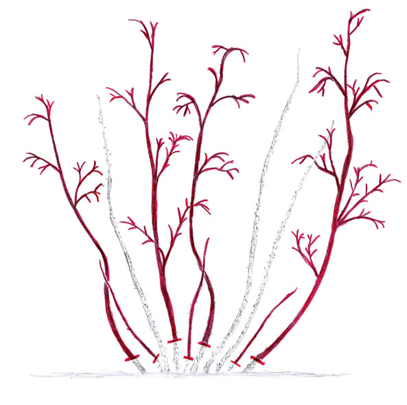 Sommerhimbeere (Abb. 1)