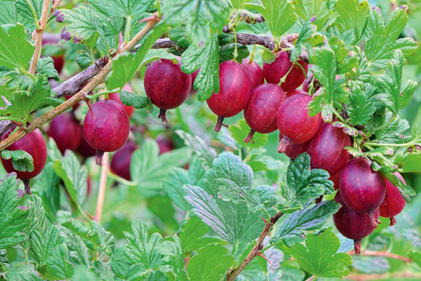 Stachelbeeren