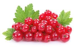 Johannisbeeren