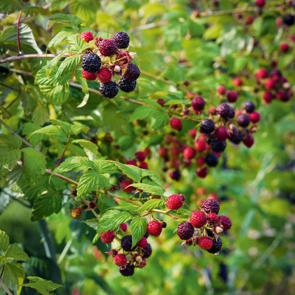 Brombeeren