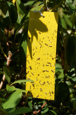 Gelbtafel