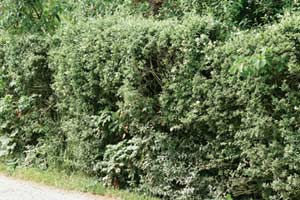 Ligusterhecke schlecht gepflegt