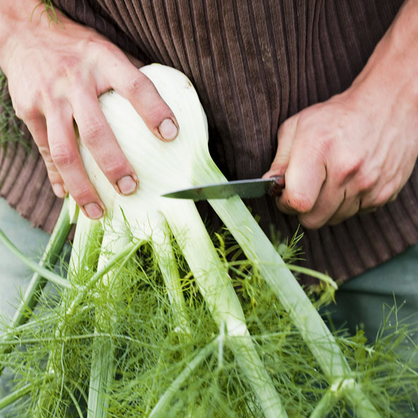 Fenchelkraut