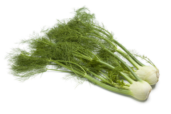 Gemüsefenchel