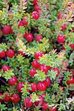 Cranberrys