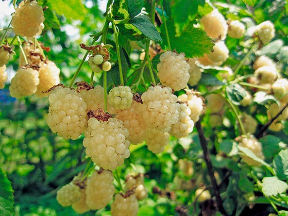 Weiße Brombeeren