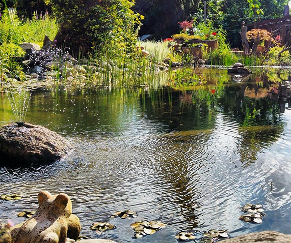 Teich