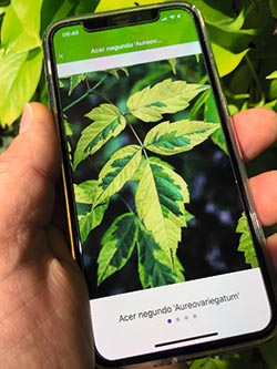 Smartphone mit Pflanzen-App