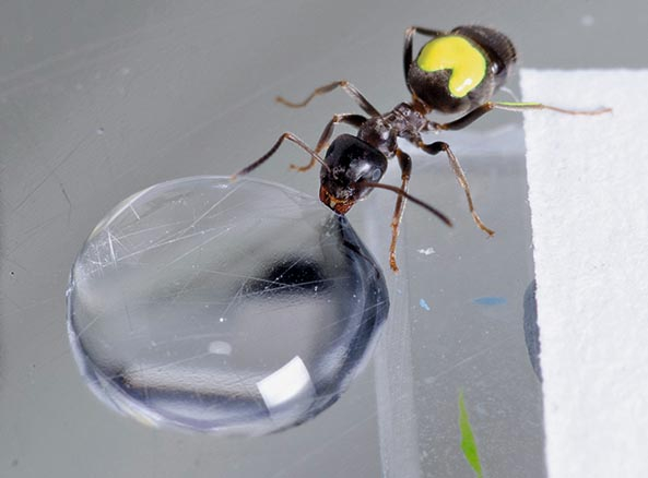 Wasser trinkende Ameisen