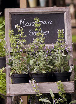 Marzipan-Salbei