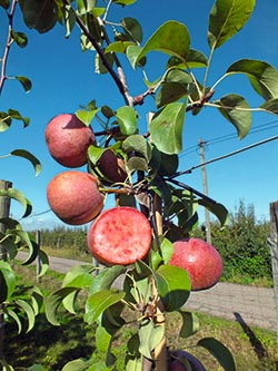 Rote Birnen