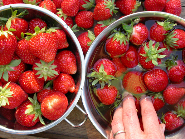 Erdbeeren