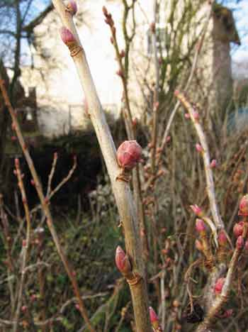 Rundknospen an Johannisbeere