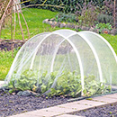 Knoblauch stecken Knoblauch stecken