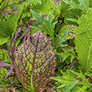 Gemüsegarten November